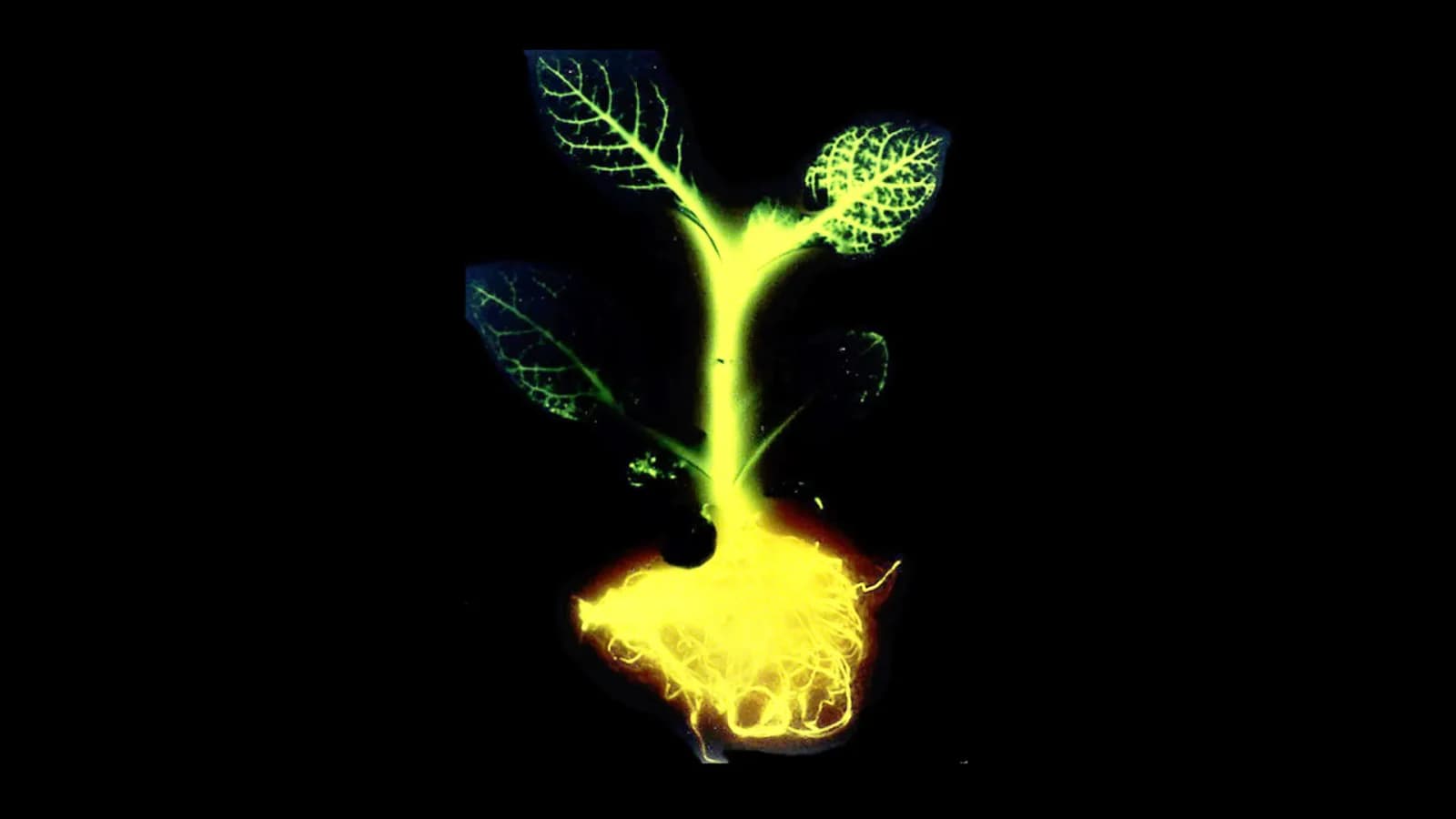 Glowing Plant Project synthetic biology portfolio cover